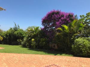 a group of bushes with purple flowers and trees at Somerset Inn in Durban