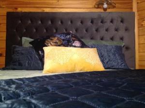 Postel nebo postele na pokoji v ubytování Alpine Lodge Motel