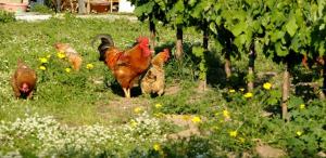 Gallery image of Lithies Farm Houses in Vasilikos