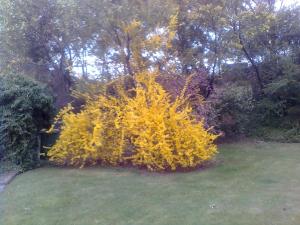 a yellow bush in the middle of a field at Canobolas Mountain Cabins in Lidster