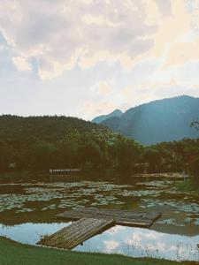 a field of lily pads in a lake with mountains at River Kwai Park & Resort in Chongsadao