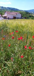 ein Feld roter Blumen im Gras in der Unterkunft Domaine de Solémy in Bully