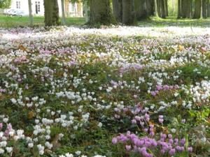 a field of flowers in a park with trees at La Foutelaie in Clefs-Val d'Anjou