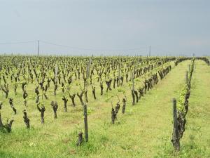 un vignoble avec des rangées d'arbres dans un champ dans l'établissement Château de la Galissonnière, au Pallet