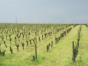 un viñedo con filas de árboles en un campo en Château de la Galissonnière en Le Pallet