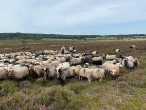 a large herd of sheep standing in a field at Ingridsboplads in Vildbjerg