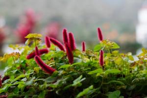 a group of red flowers in a green bush at Apartamentos Los Telares in Hermigua