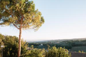 un arbre sur une colline avec vue sur une ville dans l'établissement Locanda Stella, à Pérouse