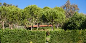 ein Zug, der durch einen Wald voller Bäume fährt in der Unterkunft Finca La Sayuela in El Raso