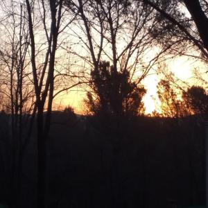 a silhouette of trees with the sunset in the background at Hostal El Algarrobo in Casa Grande