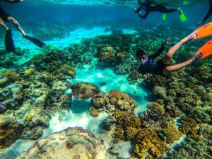 a group of people swimming over a coral reef at Noah Creek Eco Huts in Cape Tribulation