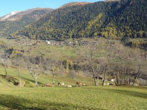 un rebaño de ganado pastando en un campo verde con montañas en el fondo en Attractive chalet in Fiesch Wiler with views, en Fiesch