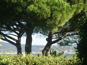 サントロペにあるModern holiday home with private gardenの丘の上の二本の木