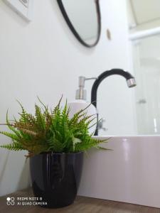 a potted plant sitting on a counter next to a sink at Loft Giese in Navegantes
