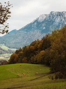 un gruppo di vacche che pascolano in un prato con una montagna di Das Luegstein a Kiefersfelden