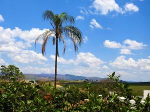 a palm tree in the middle of a field at POUSADA RECANTO DAS VERTENTES in Capitólio
