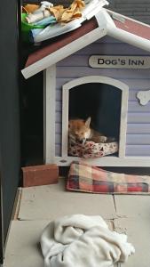 a dog laying in a dog bed in a dog house at Guesthouse Gifu SUAI in Gifu