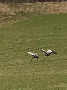 Tres pájaros caminando en un campo de hierba en Sigridstorp Åsljunga, en Orkelljunga