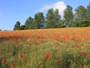 Naturlandschaft in der Nähe der Ferienwohnung