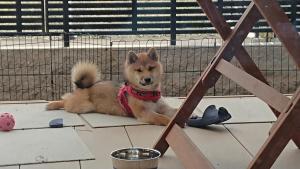 a dog laying on the floor in a cage at Guesthouse Gifu SUAI in Gifu