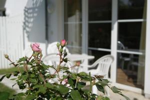 a rose bush with two white chairs and a window at Ferienwohnung im Haus Katharina in Lauterbach