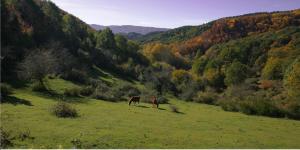 two horses grazing in a grassy field in the mountains at Hotel Restaurante El Ventós in Sant Feliu de Pallerols