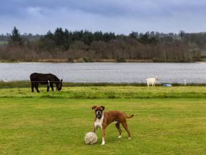 a brown dog standing in a field with a soccer ball at Lake House in Dunmanway