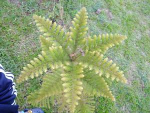 una planta verde en el suelo en la hierba en Maan Mork Khao Kho, en Khao Kho