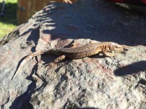 um lagarto sentado em cima de uma rocha em The Sandrock Lynton em Lynton