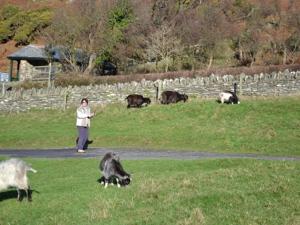 a woman standing in a field with a herd of animals at The Sandrock Lynton in Lynton