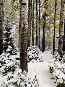 un sendero cubierto de nieve en un bosque con árboles en Snezhny Resort, en Korobitsyno