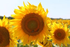een groep gele zonnebloemen in een veld bij La Belle Etoile in Avon-les-Roches