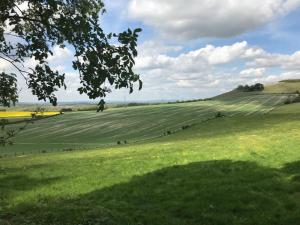 a field of green grass with a tree in the foreground at Northdown Lodge - Stunning property on the Kent Northdowns in Hollingbourne