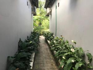 um corredor com um monte de plantas ao lado de um edifício em Mai Vuong Thuy Hotel em Thu Dau Mot