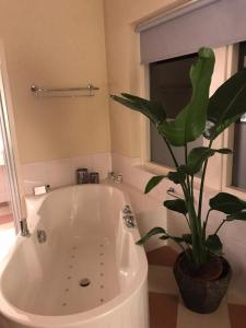 a white bath tub with a plant in a bathroom at Veluwe Hotel Stakenberg in Elspeet