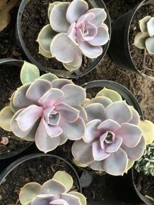 Foto da galeria de Sítio Flora Rei em Holambra