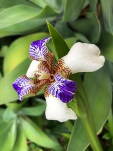 Um jardim em Sítio Flora Rei