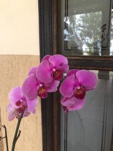 Foto da galeria de Sítio Flora Rei em Holambra