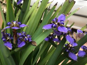 Um jardim em Sítio Flora Rei