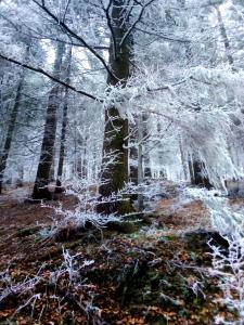 Fotografie z fotogalerie ubytování Apartmány Petronela v destinaci Makov