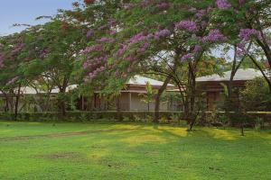 Sinclairs Retreat Dooars, Chalsa في Chālsa: شجرة مع الزهور الأرجوانية أمام المنزل
