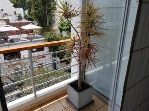 uma planta em vasos sentada em cima de uma varanda em 4BR Quiet Apartment Miraflores Larcomar em Lima