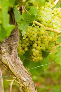 Φωτογραφία από το άλμπουμ του Wein- und Sektgut Markus Hensler σε Briedel