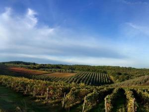 una vista aérea de un viñedo en un campo en Podere La Casetta - Casa di Campagna, en Montaione