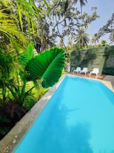 HALF Hotel, Calangute في كالانغيُت: مسبح به ماء ازرق ونباتات خضراء واشجار