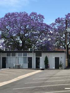 um parque de estacionamento em frente a um edifício com uma árvore roxa em Frewville Motor Inn em Adelaide
