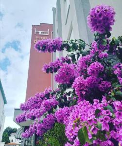 un montón de flores púrpuras delante de un edificio en Hotel Dina, en Međugorje