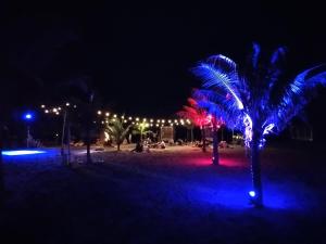 プラヤ・ブランカにあるPlaya Blanca Town Center Bの夜のヤシの木と灯りのあるビーチ