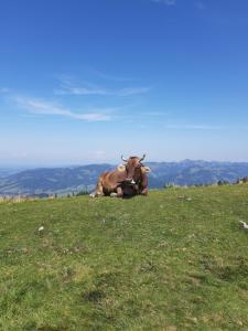 una mucca che giace sulla cima di una collina erbosa di Haus Berghof a Schröcken
