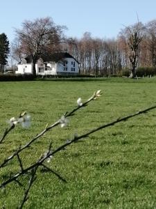a tree branch with white flowers in a field at B&B V.K. PGmbH in Saint-Vith
